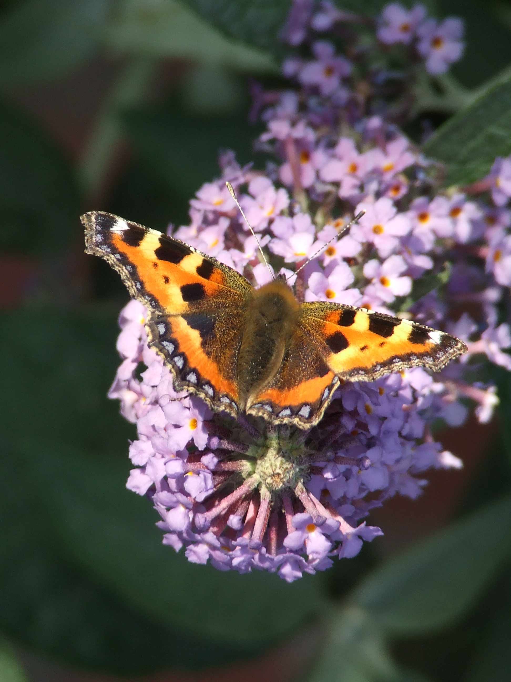 SMALL TORTOISESHELL Bill Bagley Photography